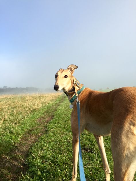 Bonnie #greyhound #adoptdontshop #rescue Greyhound Aesthetic, Greyhound Dog Rescue, Rescue Greyhound, Greyhound Pictures, Grey Hound, Greyhound Rescue, Grey Hound Dog, Italian Greyhound, Hound Dog