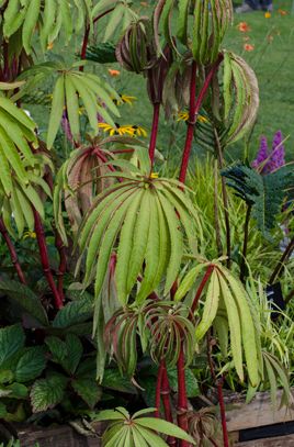 Begonia Luxurians, Plant Truck, African Garden, Terrestrial Plants, Tropical Houseplants, Plants Display, Unique Yard Art, Conservatory Greenhouse, Making Plant Pots