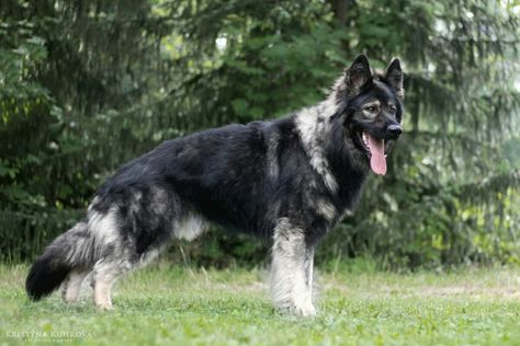 Long coat Silver sable German shepherd from Bellevue German Shepherds  Www.bellevuegsd.com Silver Sable German Shepherd, Shiloh Shepherd Dog, Ddr German Shepherd, Silver Sable, Silver German Shepherd, Long Haired German Shepherd, Sable German Shepherd, Shiloh Shepherd, White Swiss Shepherd