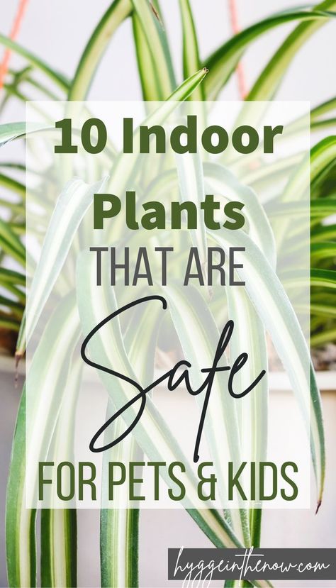 This list of non-toxic houseplants will keep your children and pets safe, while you get the pleasure of adding indoor plants to your home. This is a great list before you buy plants for your anyone on your list. If you have kids or pets at home, this list is a must-read. #houseplants #indoorplants #nontoxicplants #safeplants #safehome #hygge #hyggeinthenow Safe House Plants, Danish Home, Planting For Kids, Pets At Home, Feel Happier, Best Indoor Plants, Hygge Decor, Buy Plants, Kids And Pets