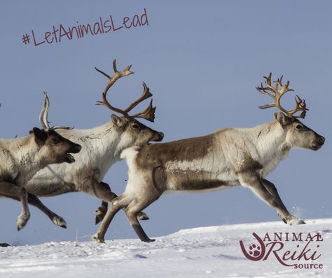 Reindeer Running, Reindeer Facts, Reindeer Run, Animal Reiki, Deer Family, Nordic Christmas, Christmas 2016, Santa And Reindeer, Animal Pillows