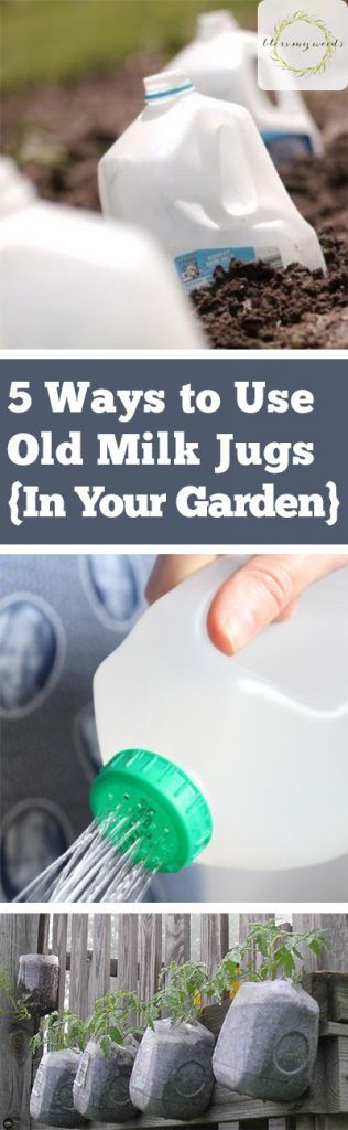 Milk Jugs Garden, Garden Diy Decoration Ideas, Milk Jug Crafts, Old Milk Jugs, Survival Gardening, Milk Jugs, Diy Greenhouse, Mini Greenhouse, Homestead Survival