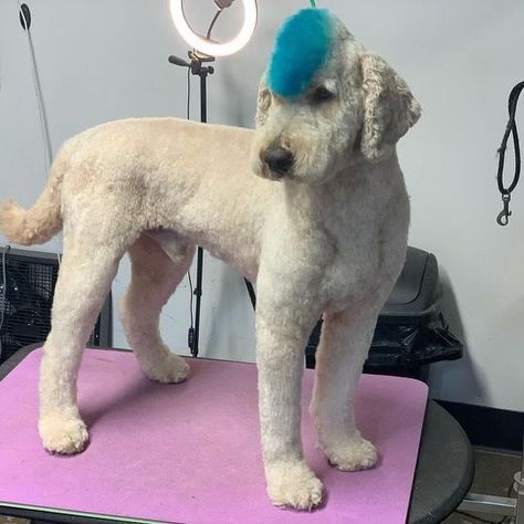 Poodle Mohawk, Doodle Haircuts, Small Poodle, Poodle Haircut, Creative Grooming, Haircut Inspo, Poodle Grooming, Dog Haircuts, Grooming Style