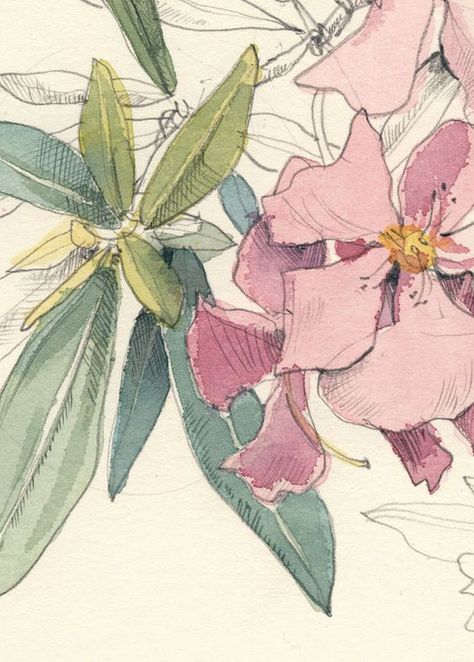 Watercolor Pencil Drawing, Soap Package, Sketchbook Spreads, Nerium Oleander, Botanical Floral Art, Watercolor Pencil, Wonderful Flowers, Botanical Watercolor, Tropical Art