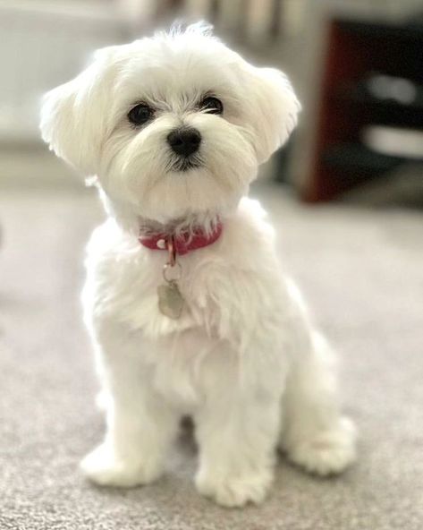 Maltese_Lover | 🙏Follow Our page 🙏 Follow @maltese_gram90 Follow @maltese_gram90 📸 Credit: @do_boo_diary Repost : pinterest . . . . #maltese #maltesepuppy… | Instagram Cane Maltese, Maltese Dogs Haircuts, Dogs Maltese, Mini Maltese, White Maltese, Dog Grooming Styles, Calamity Jane, Dog Haircuts, Dog Salon