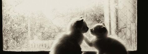 Laperm kittens Couple Cover Photo, Couple Cover, Fb Background, Cover Photos Facebook, Best Facebook Cover Photos, Photos For Facebook, Cat Vs Dog, Facebook Cover Images, Fb Cover Photos