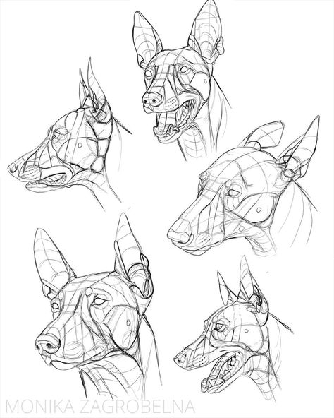 Monika Zagrobelna shared a photo on Instagram: “Canine head studies! (Specifically, the pharaoh hound). For the first time I paid attention to the…” • See 378 photos and videos on their profile. Wolf Head Drawing, Head Studies, Mechanical Animals, Pharaoh Hound, Face Anatomy, Dog Anatomy, Animal Anatomy, Dog Sketch, Drawing Heads