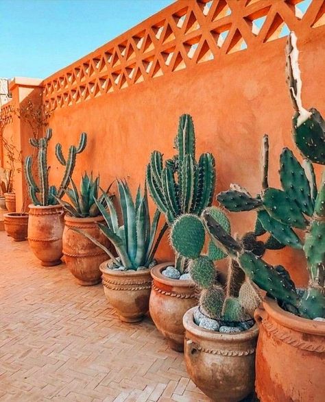 The Roof, Outdoor Garden, Roof, Cactus, Plants