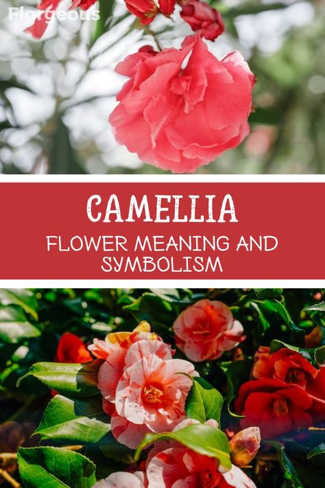 Uncover the hidden meanings behind the various colors of Camellias, from love and admiration to gratitude and purity. Learn about the historical and cultural significance of Camellias in different regions, including their use in art, literature, and ceremonies. Whether you're a flower enthusiast or simply intrigued by the language of flowers, this article offers valuable insights into the world of Camellias. Camellia Plant, Flower Tattoo Meanings, White Camellia, Art Literature, The Language Of Flowers, Wedding Brooch Bouquets, Flower Meanings, Camellia Flower, Language Of Flowers