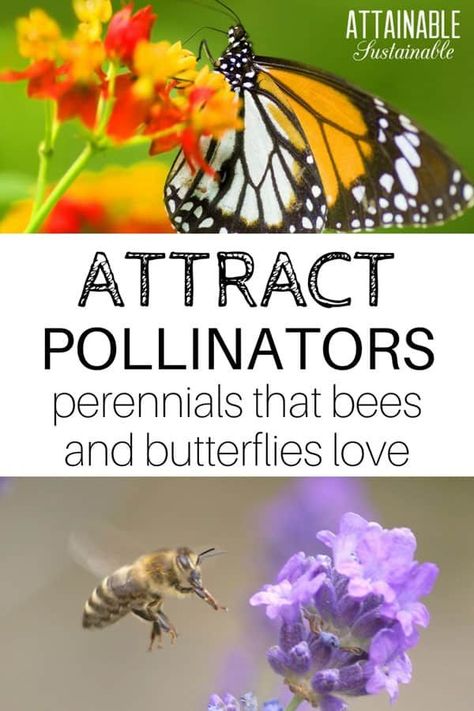 Flowering Perennials, Bee Friendly Garden, Long Blooming Perennials, Pollinator Plants, Full Sun Perennials, Shade Perennials, Attracting Bees, Bee Garden, Attract Pollinators