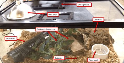 A basic setup for an adult blue tongue skink:  - A 40 gallon tank - A heat lamp and a UVB light bulb - 2 hides: warm hide and cool hide - Substrate - Food/water bowl - Some plants and decorations Diy Blue Tongue Skink Enclosure, Blue Tongue Skink Enclosure Ideas, Blue Tongue Skink Enclosure, Skink Enclosure, Dragon Enclosure, Blue Tongue Skink, Pen Ideas, Water Monitor, Heat Lamp