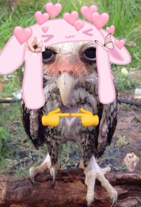 Wet Owl, Owl Pics, Owl Pictures, Memes, Animals, Anime, Pins, Quick Saves