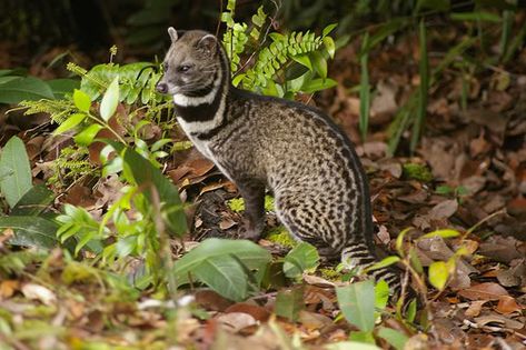 Dangerous of Wild Animals: Malayan Civet Palm Civet, Strange Animals, Interesting Animals, Unusual Animals, Rare Animals, Cat Family, Cheetahs, Wildlife Animals, Weird Animals