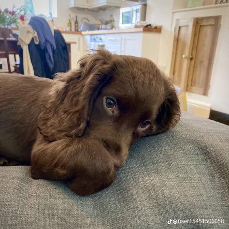 Tiny Puppy, Armed Police, Sleeping Puppies, Cocker Spaniel Puppies, Tiny Puppies, Very Cute Dogs, Puppies And Kitties, Spaniel Puppies, Pretty Animals