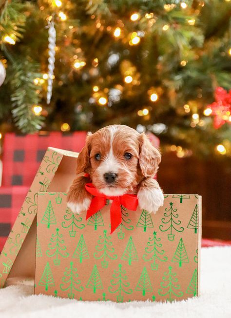 Cat Christmas Photoshoot, Christmas Puppy Photos, Dog Photoshoot Ideas, Dog Christmas Photos, Dog Xmas, Cute Small Dogs, Puppy Photography, Christmas Surprise, Christmas In The City