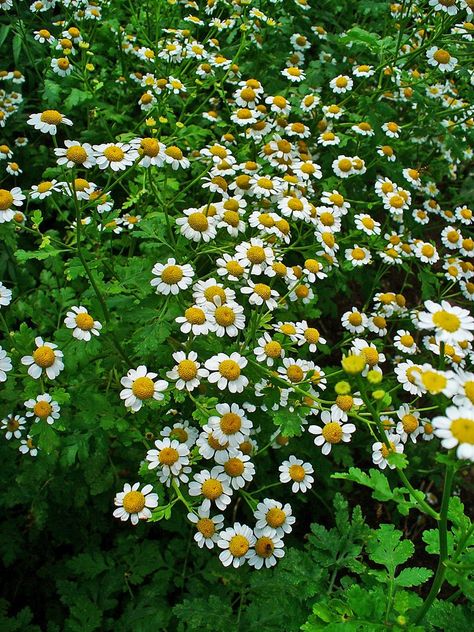 Tanacetum parthenium (Altamiza, Bachelor's Buttons, Feverfew, Maids, Manzanilla, Mid Summer Daisy, Pale Maids, Pellitory, Wild Chamomile) | North Carolina Extension Gardener Plant Toolbox Rock Wall Landscape, Tanacetum Parthenium, Medicine Garden, Chamomile Plant, Rock Garden Design, Plant Problems, Organic Soil, Family Garden, Herbaceous Perennials