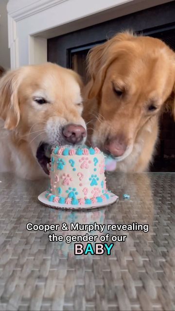 Dog Friendly Gender Reveal Cake, Simple Gender Reveal Ideas With Dogs, Gender Reveal Cake For Dogs, Gender Reveal Ideas Using Dogs, Dog Themed Gender Reveal, Pet Baby Announcement, Baby Reveal With Dog, Gender Reveal Ideas Dog, Baby Announcements With Dogs