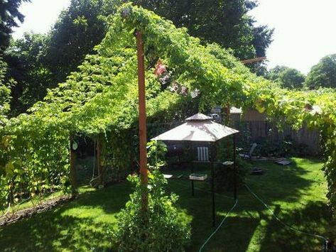 Hops On Trellis, Hops Garden Ideas, Hops Vine Trellis, Hops Plant Trellis, How To Grow Hops Trellis Ideas, Trellis Ideas For Shade, Hops Growing Trellis Ideas, Growing Hops Trellis, Vines Growing On House