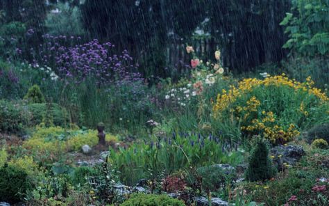 Rainy gardens could bloom even more when the sun comes out  Picture: Alamy Drenched In Rain, Rainy Garden, Take Care Of The Earth, Writing Aesthetics, Feed The Birds, Rainy Fall, I Love Rain, Love Rain, Wildflower Garden