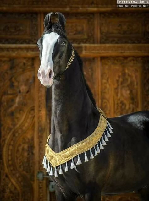 Marwari Marwari Horse Aesthetic, Arabian Horse Aesthetic, Arabian Horse Photography, Kathiyawadi Horse, Arabic Horse Photography, Rare Horses, Marwari Horses, Horse Riding Quotes, Horse Anatomy