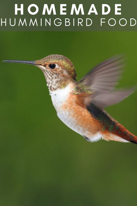 Hummingbird Food Recipe, Homemade Hummingbird Food, Hummingbird Food, Hummingbird Nectar, Humming Bird, Bird Food, Easy Beef, Busy Family, Bird Lover