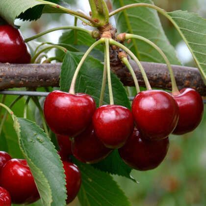 Cherry Royal Crimson Prunus Avium, Compost Bucket, Plants Under Trees, Lilac Tree, Grow Bags, Deciduous Trees, New Release, Fruit Trees, Cherry