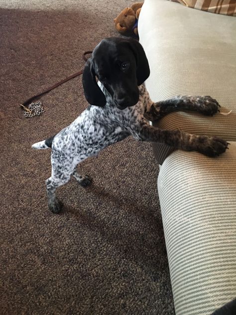 Cole. GSP Black Roan German Shorthaired Pointer, Black And White German Shorthair Pointer, German Shorthaired Pointer Black, German Shorthair Pointer, Gsp Dogs, Shorthair Pointer, Gsp Puppies, Short Haired Pointer, German Shorthaired Pointer Dog