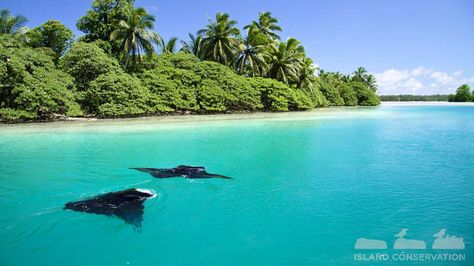 The Pacific Remote Islands National Marine Monument is so big it makes the Lone Star state look like a stroll in the park. Palmyra Atoll, Getting Rid Of Rats, Bluefin Tuna, Tuna Fishing, Permanent Vacation, Food Web, Remote Island, Nature Conservation, Sea Birds