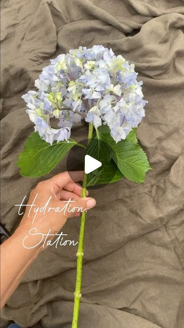 Berna on Instagram: "I was lucky enough to snare some beautiful hydrangea stems from my sisters garden in Ferny Creek, and deliberately let this one wilt so I could show you this little bit of magic triage I’ve only just discovered. I want my flowers to have a reputation of the BEST kind…that of being naturally long lasting; knowing how to condition without the use of chemicals, is important to me. Hope this is helpful to anyone watching, in extending the life of their precious flowers. Let me know what you think! Berna x 0438 184 237 #bespokeflowers #billybuttons #justask #surfcoastflowers #torquayflowers #seasonalflowers #choosewell #affordable #ranunculus #dahlias #sustainableflowers #flowersubscriptions #soilblocking #gardentogate #seasons #hydrangeas #compost #tor White Hydrangea Bouquet In Vase, Hydrangea Floral Arrangements, Carnation Centerpieces, Gardening Therapy, White Hydrangea Bouquet, Hydrangea Flower Arrangements, Sustainable Flowers, Rose Flower Arrangements, Hydrangea Arrangements