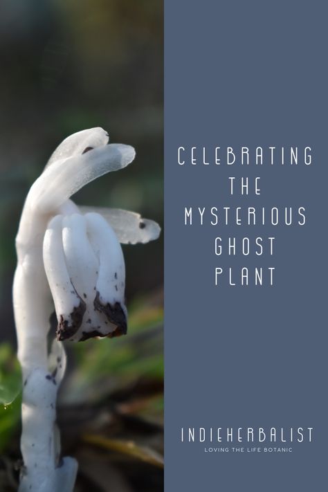 Spotlight on ghost pipe plant, Monotropa uniflora, a beautiful and unusual wildflower. Ghost Pipe Flower, Ghost Pipe Tincture, Monotropa Uniflora, Ghost Pipe, Ghost Mushroom, Fae Costume, Ghost Flowers, Herbs Medicine, Ghost Flower