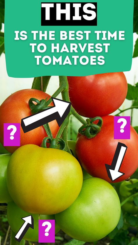 When To Harvest Tomatoes, When To Pick Tomatoes, Harvesting Tomatoes, Growing Hacks, Growing Tomato, Harvest Storage, Cherry Tomato Plant, Tomato Growing, Growing Tomato Plants