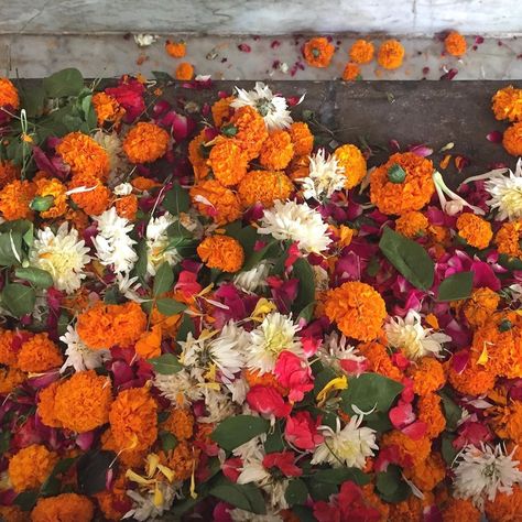 Julie Cimpko on Instagram: “Marigolds at the base of a Hindu shrine. In India, it’s known as the flower of the soul. White is the color of purity and peace, orange is…” Marigold Photoshoot, Marigold Photography, Marigold Orange Color, Orange Marigold Aesthetic, Hindu Shrine, Orange Marigold Flower, Marigold India, Tangerine Gem Marigold, Visualization Board