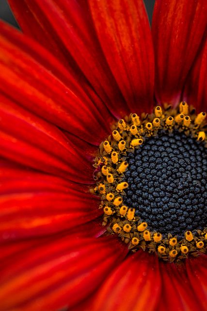 Macro Fotografie, Foto Macro, Encinitas California, African Daisy, Molduras Vintage, Sunflowers And Daisies, Gerbera Daisies, Macro Flower, Gerber Daisies