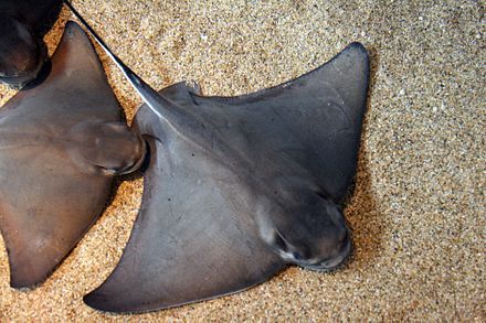 Stingray Species, Bat Ray, Types Of Rays, Spotted Eagle Ray, Public Aquarium, Giant Fish, Eagle Ray, Kelp Forest, Fish Feed