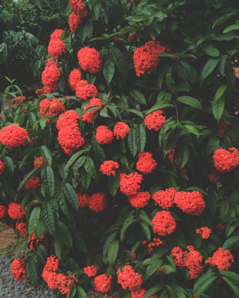 Flower Jungle Geranium, Ixora Coccinea, Geraniums, Flowers, Quick Saves