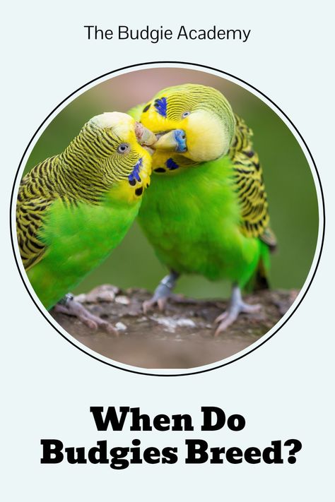 Parakeet Behavior, Breeding Budgies, Parakeet Care, Flight Feathers, Raising Chicks, Budgie Parakeet, Egg Laying, Nutrient Rich Foods, Small Ponds