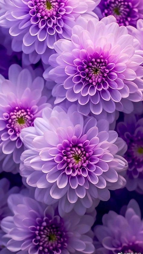 Monica (@MonicaDrie) on X Pretty Flowers Photography, Purple Dahlia, Beautiful Flower Drawings, Floral Wallpaper Iphone, Sunflower Wall Art, Lovely Flowers Wallpaper, Dahlia Flower, Flower Phone Wallpaper, Beautiful Flowers Pictures