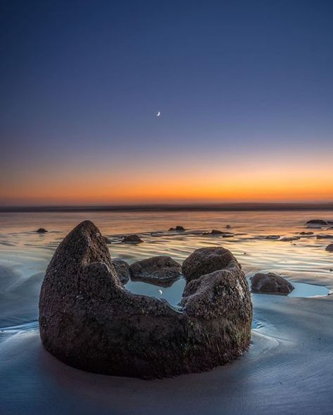 Moeraki Boulders Mega Fauna, Moeraki Boulders, Ancient Trees, New Zealand Landscape, Visit New Zealand, Miles To Go, Walk The Earth, Ancient Tree, New Zealand Travel