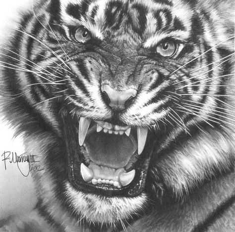 Tiger - pencil Tiger Study, Tier Tattoo, Tiger Drawing, Arte Peculiar, Siberian Tiger, Tiger Art, Tiger Tattoo, A Tiger, Wildlife Art