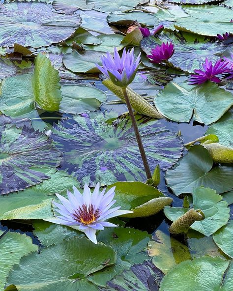 Dive into the beauty of the water lily! Did you know these floating wonders are more than just a pretty face? Here are three fun facts: 1️⃣ Water lilies can help keep your pond clean by reducing algae growth. 2️⃣ The giant Amazon water lily has leaves that can grow up to 10 feet across! 3️⃣ They close their petals at night and reopen with the sunrise—nature’s own alarm clock! 🌿💧 #waterlilywonder #flowerfriday #floralmagic #zengarden #naturelovers #botanicalbeauty #flowerpower #flowers... Giant Water Lily, Pond Cleaning, Sunrise Nature, Water Lily Pond, Lily Pond, Botanical Beauty, The Sunrise, Water Lily, Zen Garden