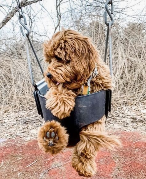 12 Dogs in Swings | Swinging Into The Weekend- DIY Darlin' Goldendoodle Full Grown, Cute Goldendoodle, Miniature Goldendoodle, Goldendoodle Miniature, Family Friendly Dogs, Dog Pitbull, Mini Goldendoodle Puppies, Goldendoodle Puppies, Australian Labradoodle