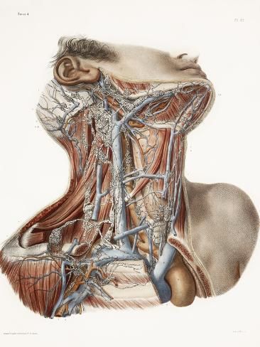 Human skull anatomy