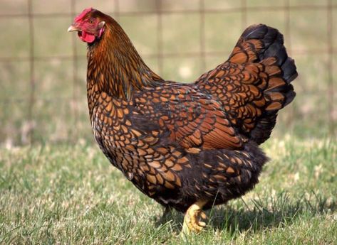 Golden Laced Wyandottes Gold Laced Wyandotte, Chicken Breeds For Eggs, Wyandotte Hen, Best Chicken Breeds, Laced Wyandotte, Best Laying Chickens, Wyandotte Chicken, Laying Chickens Breeds, Laying Chickens