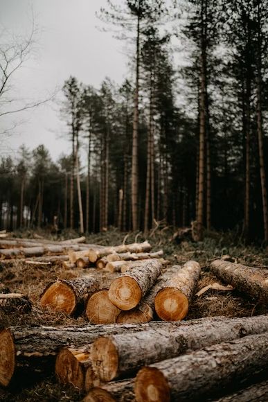 A pile of logs sitting in the middle of a forest photo – Free Wood Image on Unsplash Pile Of Logs, Brewery Ideas, Redmond Washington, Sea Shanty, Wood Lumber, Sea Shanties, Wooden Log, Forest Photos, Wood Images