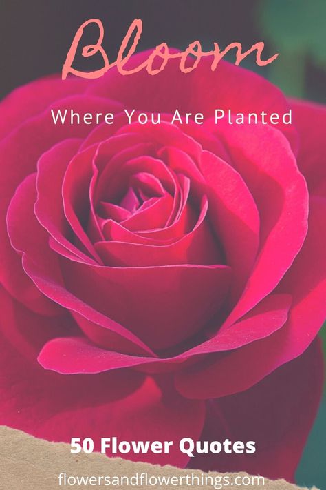 Get funny short inspirational flower quotes for life Rose Flower Quotes Short Beautiful, Beautiful Roses Quotes Inspirational, Quote About Roses Flowers, Roses Quotes Inspirational, Flowers Quotes Inspirational, Rose Sayings, Flower Quotes Short Beautiful, Rose Quotes Inspirational Short, Rose Quotes Inspirational