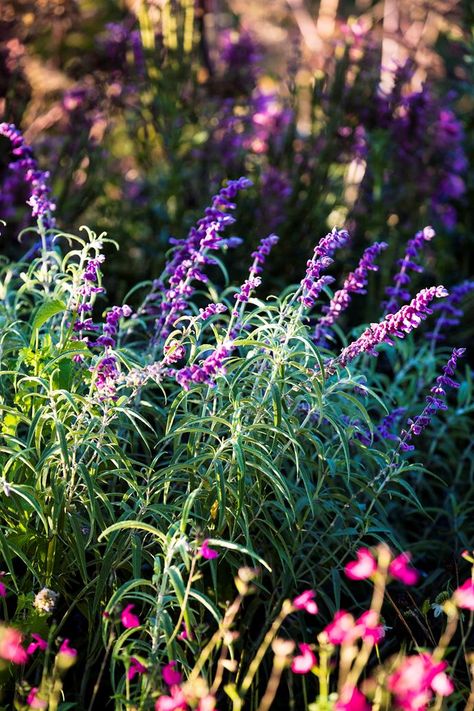 If you want to attract bees to your garden, you'll need to plant a mix of flowers, making sure something is in bloom year-round. Here are 6 bee-friendly plants, perfect for Australian gardens. Australian Perrenial Garden, Brisbane Garden Plants, Cottage Gardens Australia, Australian Native Pollinator Garden, Australian Perennial Garden, Australian Shade Plants, Australian Native Bee Garden, Grasses Garden Australia, Cottage Garden Australian