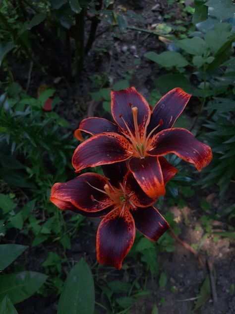 #daylily #lily #flowers #aesthetic Daylillies Aesthetic, Daylily Aesthetic, Dark Lillies, Lily Flowers Aesthetic, Night Rider Lily, Forever Susan, Dragon Lily, Lillies Flowers, Star Lily