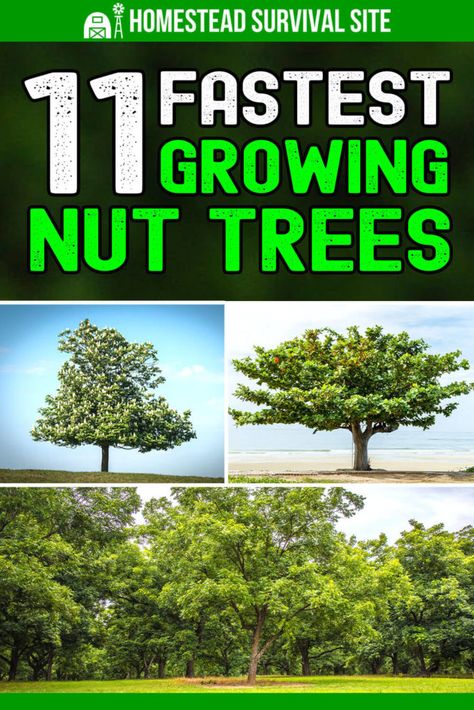 Growing Hazelnuts Trees, Brazil Nut Tree, How To Grow Cashews, How To Start An Orchard, Growing Almonds, Fast Growing Fruit Trees, Survival Knowledge, Fruit Trees Backyard, Pecan Trees