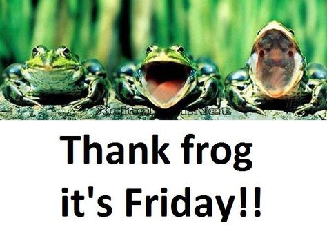 friday frogs It Is Tuesday Frog, Its Friday My Dudes Frog, Friday Frog, Frog Friday, Clothing Drawings, Frog Pictures, Art Panels, Weird Stuff, Frog And Toad