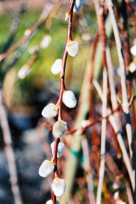 Salix Caprea, White Flower Farm, Pond Water Features, Attracting Bees, Garden Centre, Woodland Garden, Hobby Farms, Outdoor Sculpture, Landscaping Plants